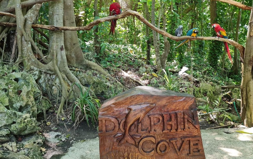 Dolphin Cove Experience