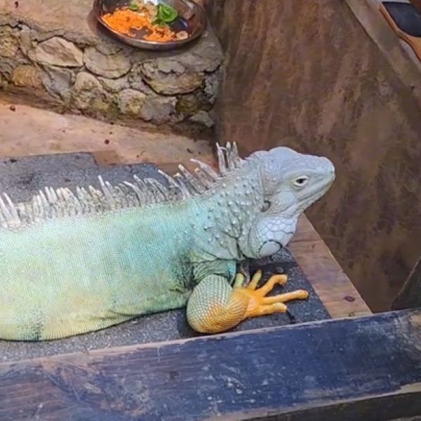 Dolphin Iguana