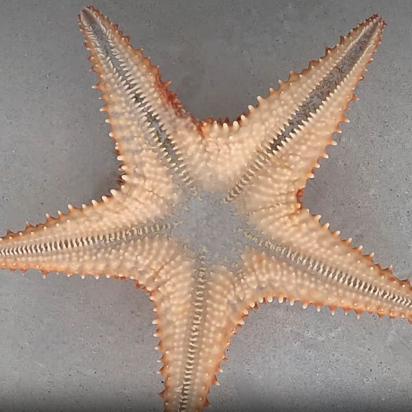 Starfish on the beach
