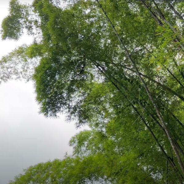 Surrounding Nature